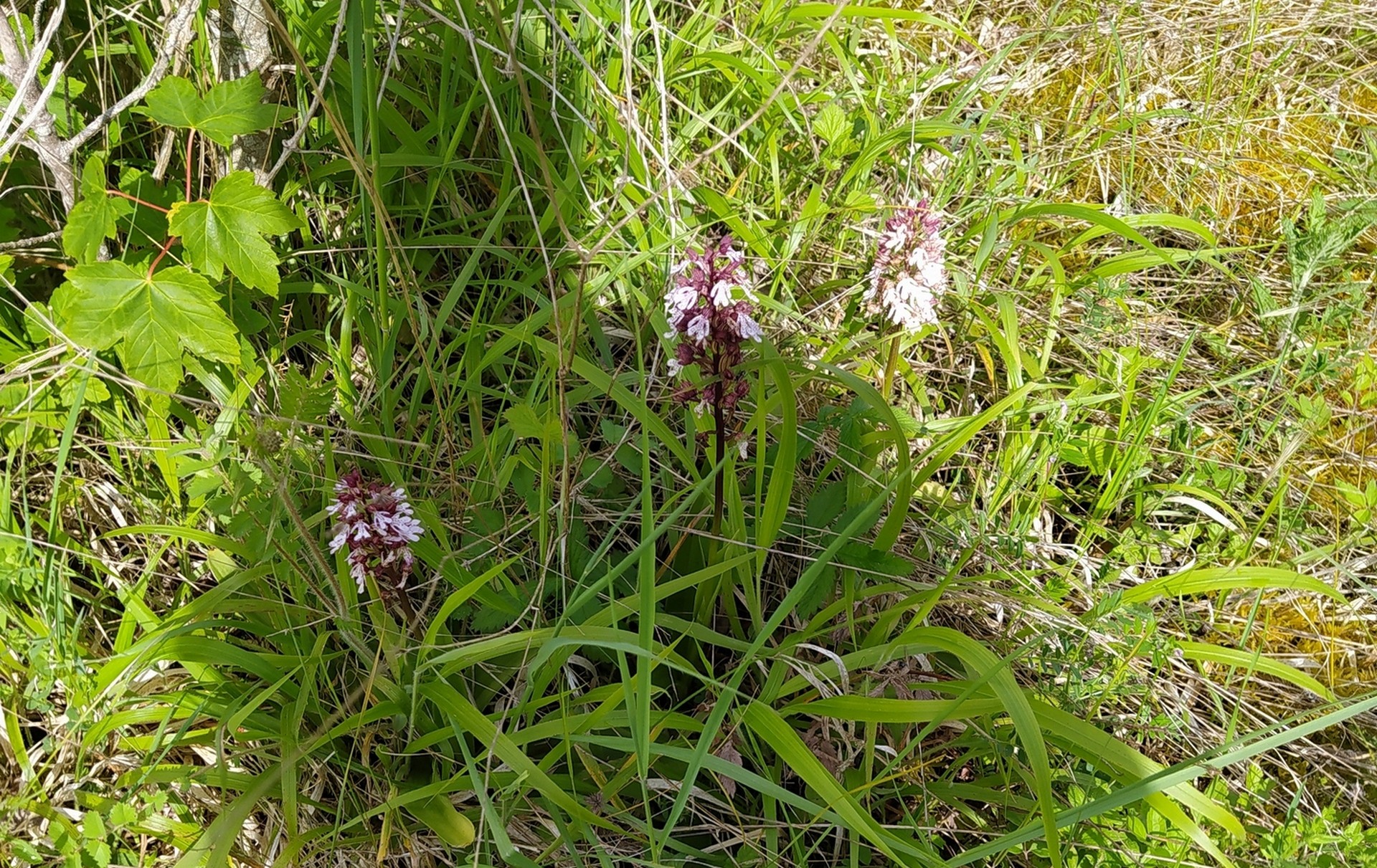 Orchidées pourpres abondantes dans la partie en herbe !