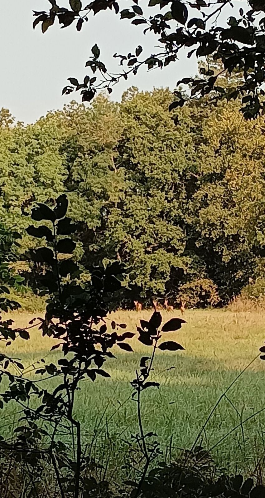 4 chevreuils à l'orée de la forêt, regardez bien !!