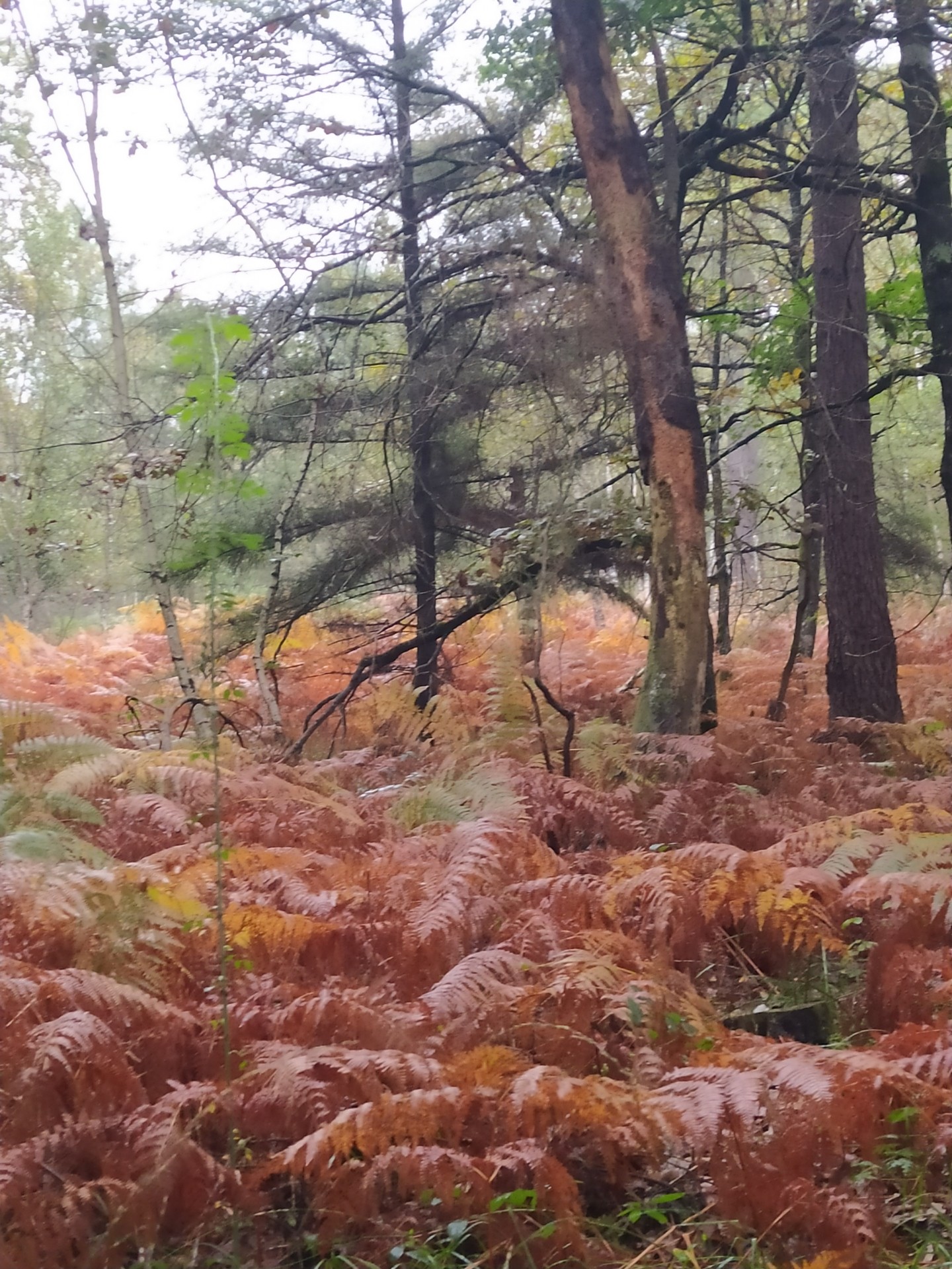 Nous profitons de toutes les couleurs de l'automne