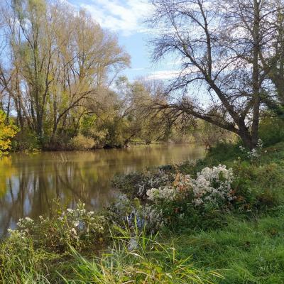 2024-10-16 Matinée à l'Ile de la Métairie transformée par les couleurs d'automne