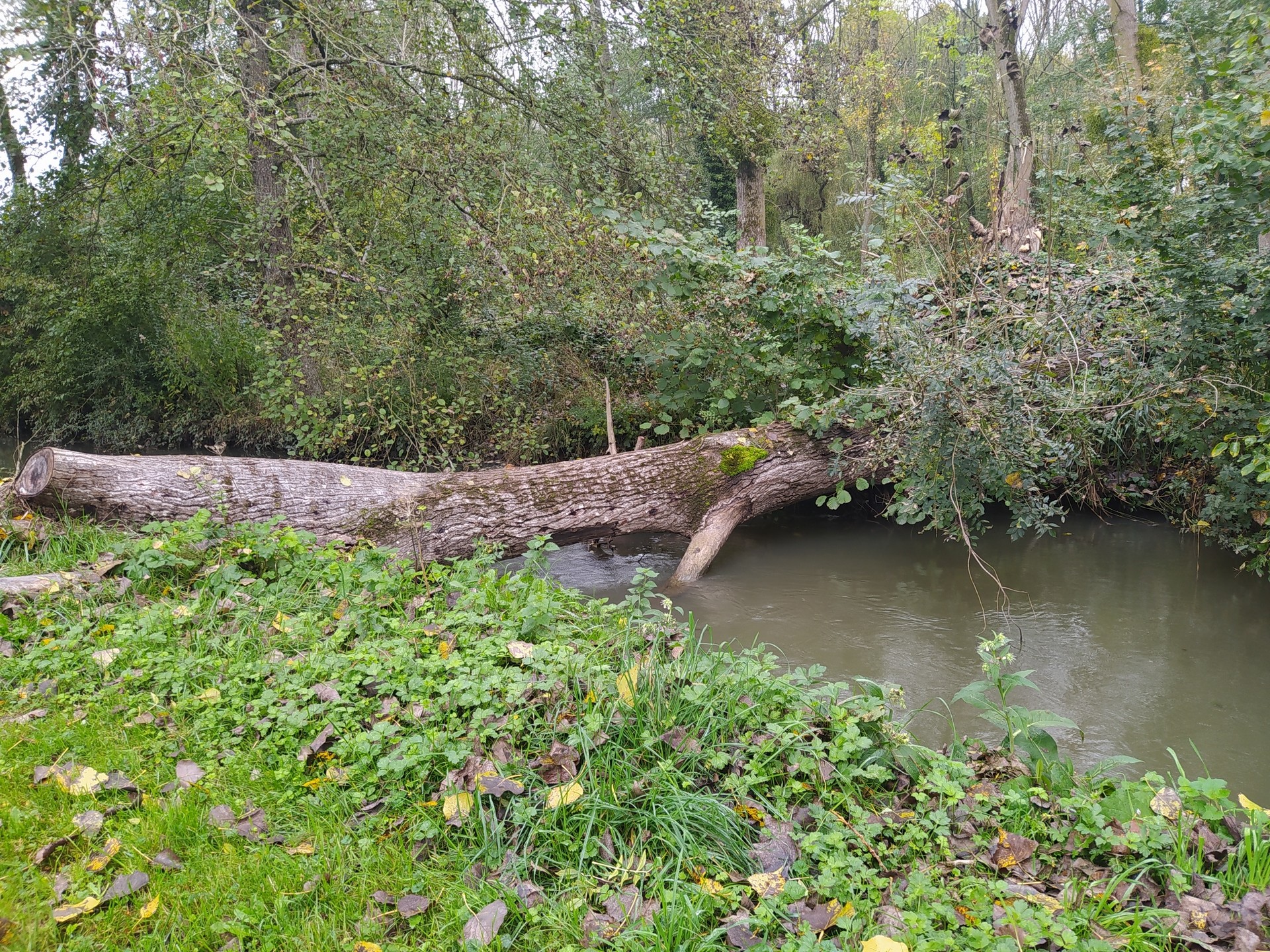 Encore un arbre qui est tombé