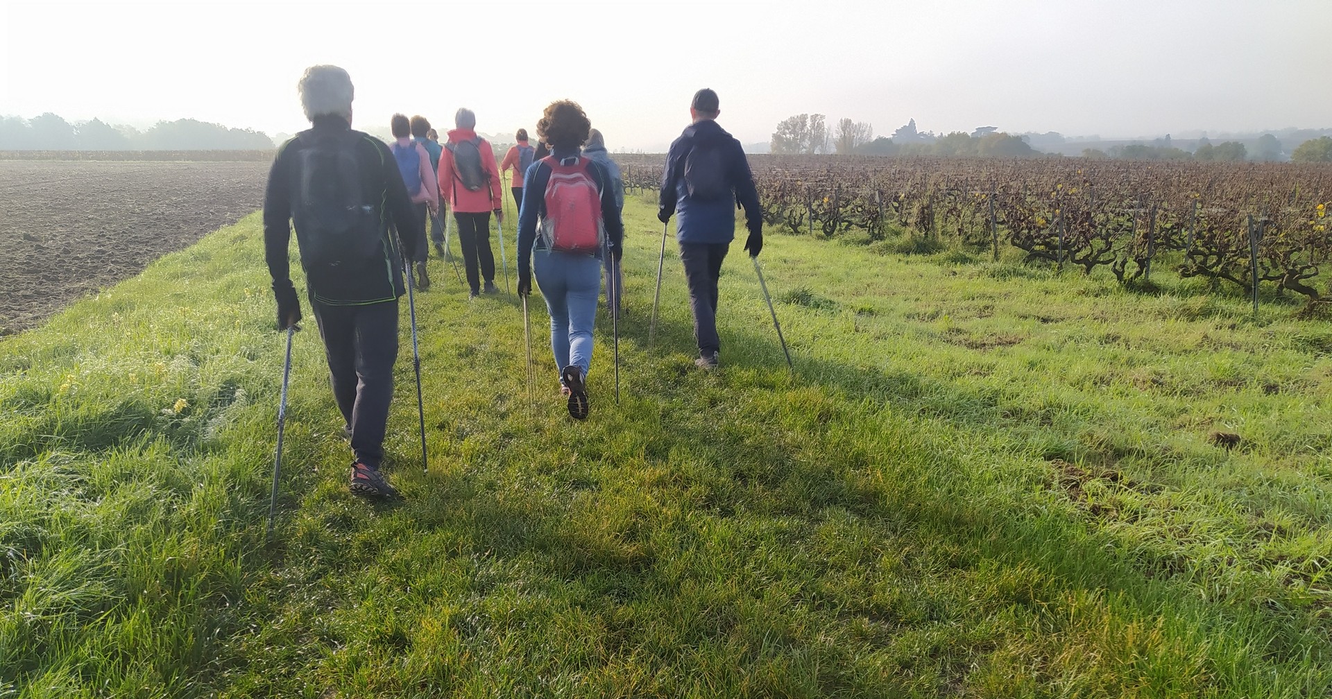 Dans les vignes, le soleil essaie de se montrer