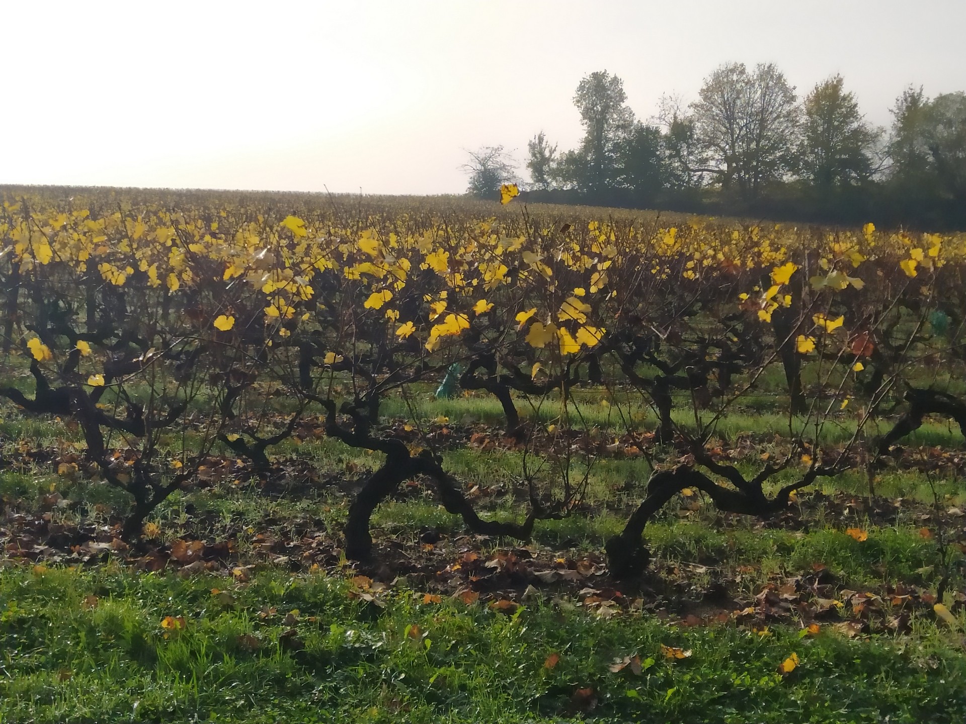 Les vignes à l'automne