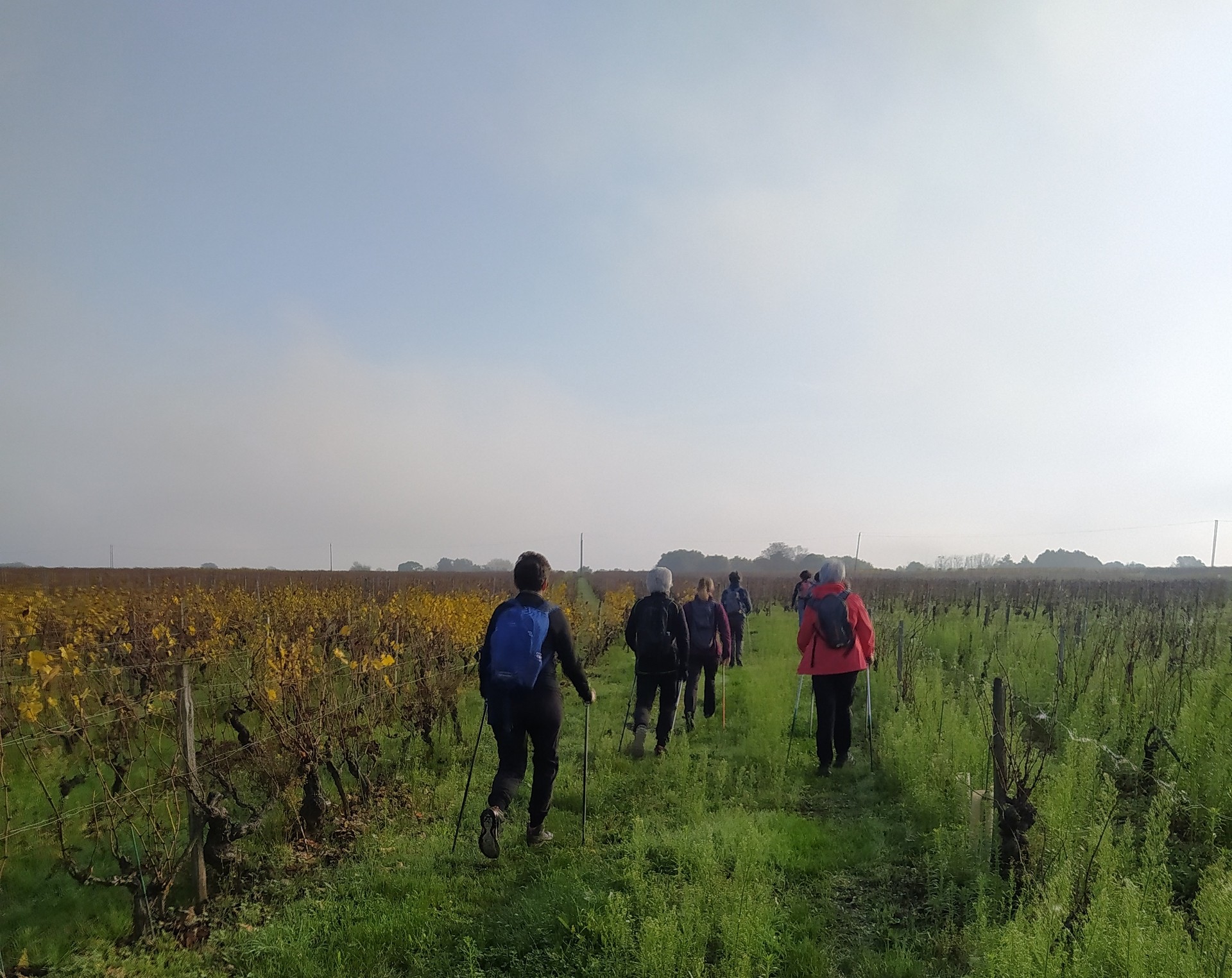 A travers les vignes de Rochecorbon