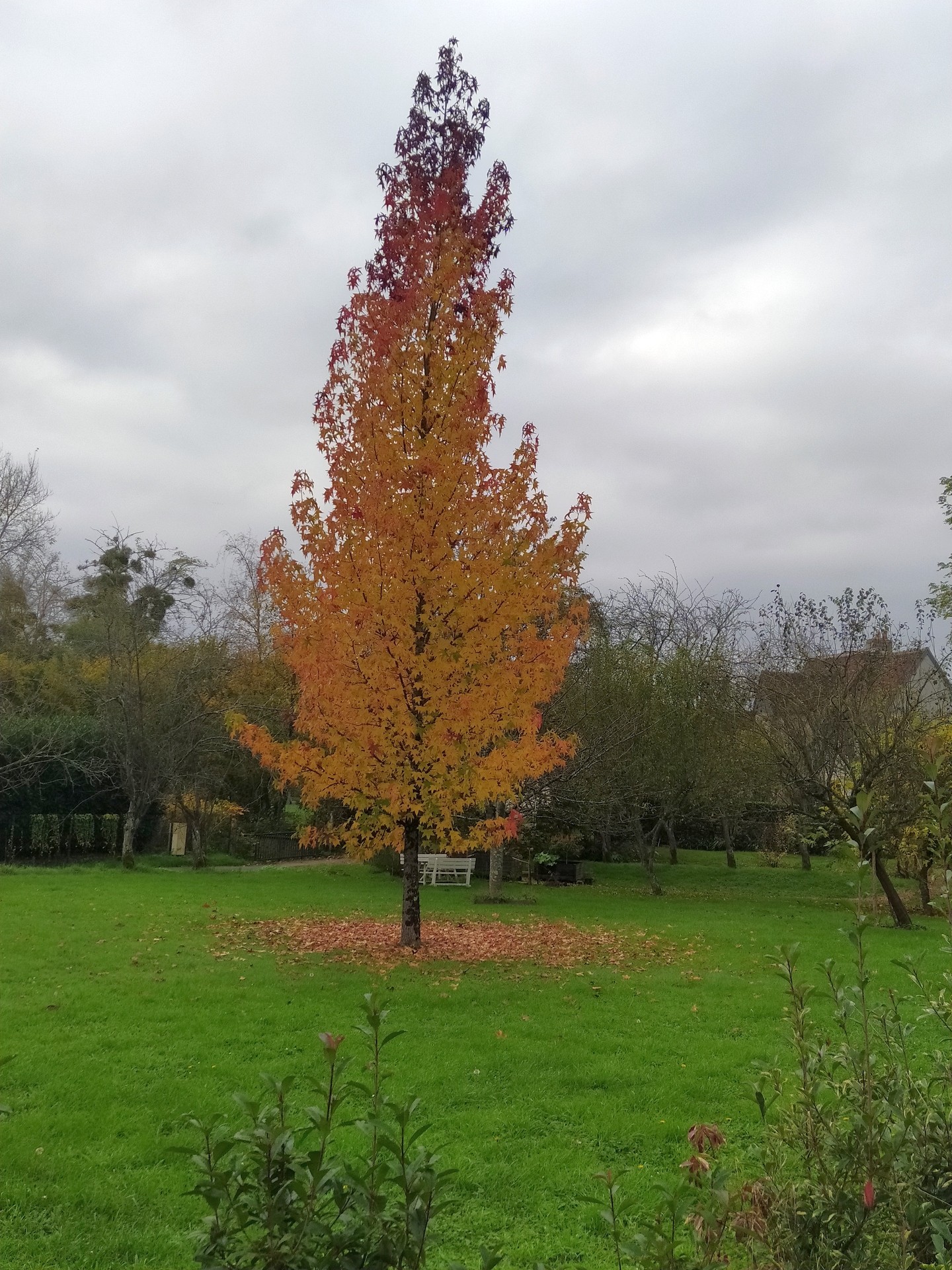 Liquidambar  aux couleurs de l'automne vu sur le retour !