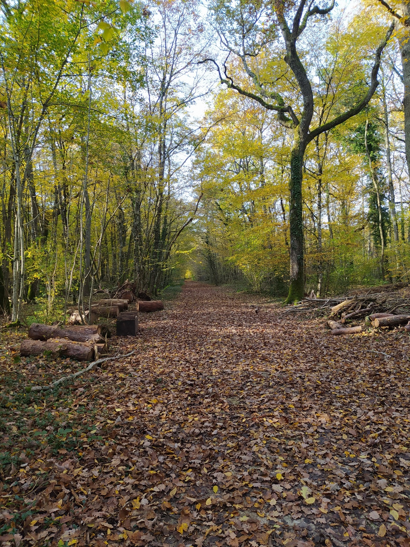 Sous Bois magnifique !